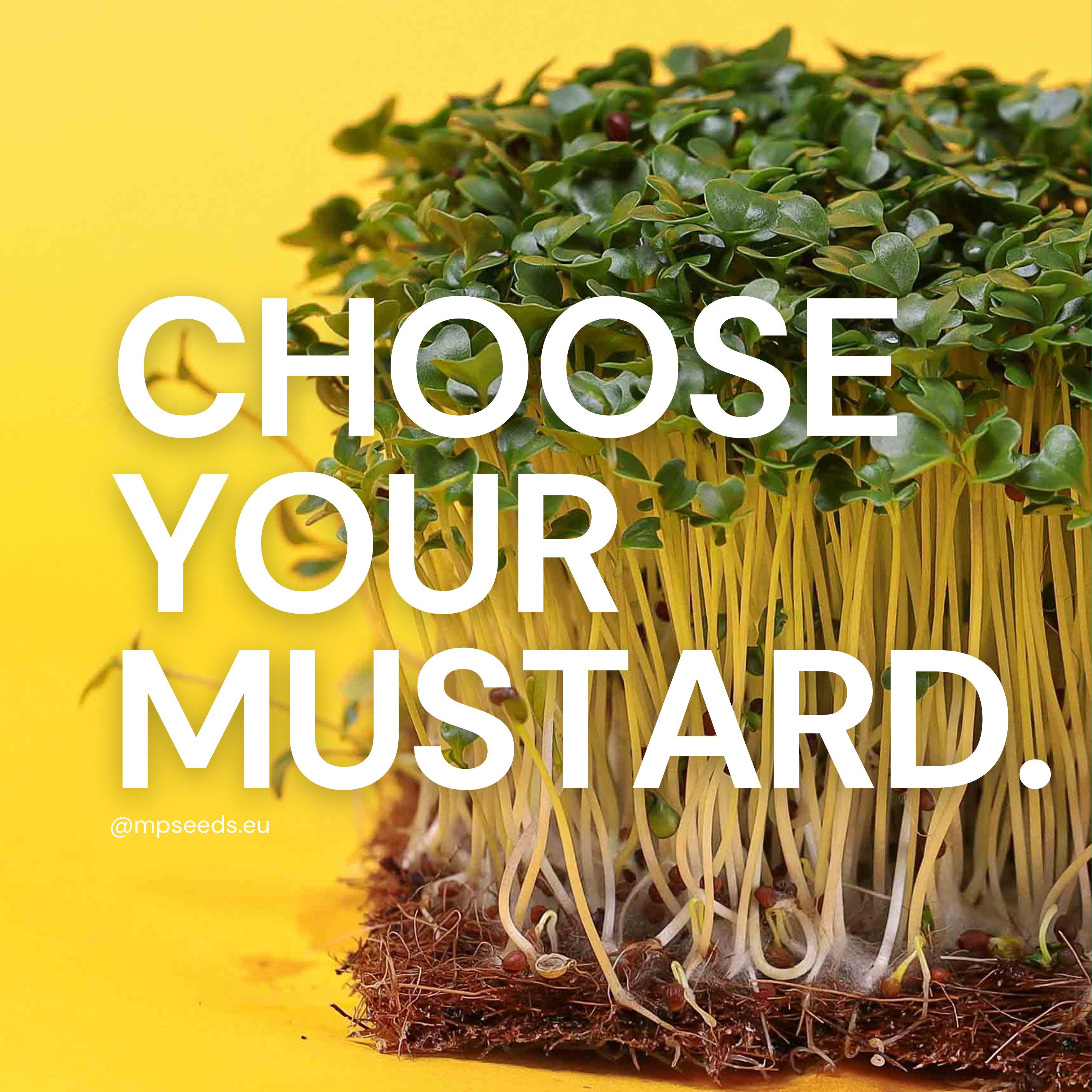 Quale varietà di senape dovresti coltivare? Confronto tra microgreens per sapore, colore e velocità di crescita