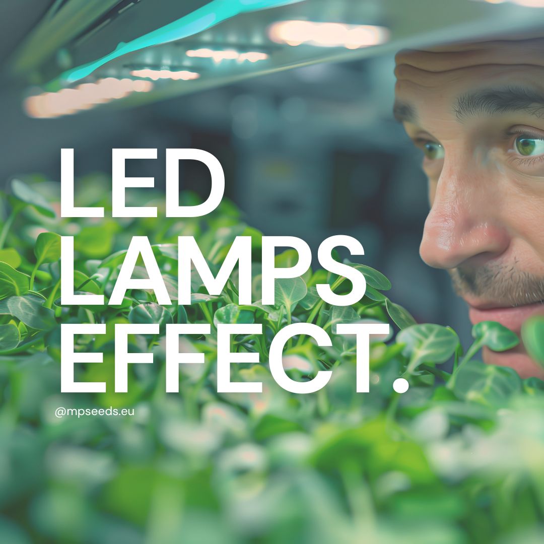 Influenza dei diversi tipi di luce LED sulla crescita, sulla massa e sul contenuto di nutrienti dei microgreens