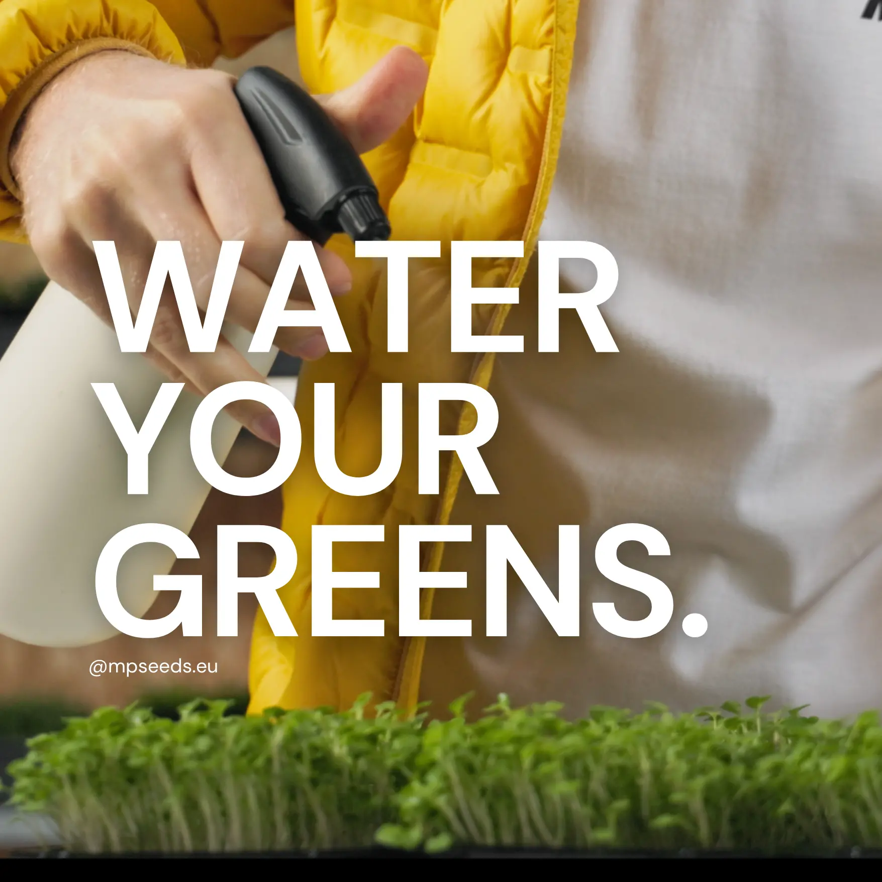 Come annaffiare correttamente i microgreens per una crescita sana?