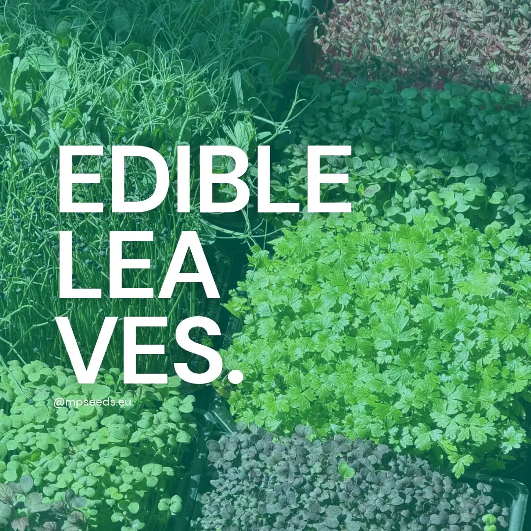 15 foglie commestibili: verdure, erbe aromatiche e fiori