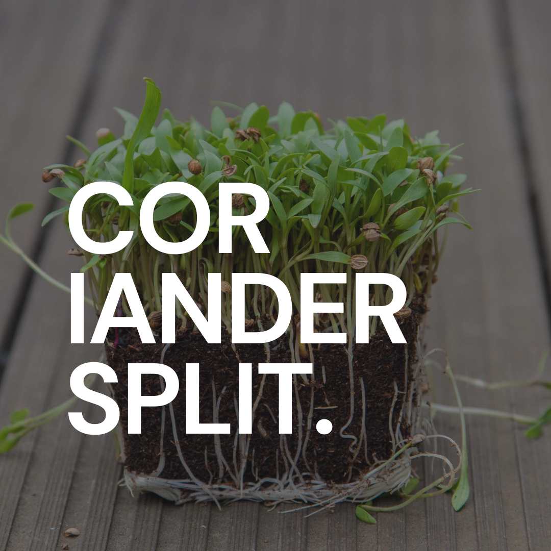 Growing Cilantro Coriander Microgreens with Split Seeds: Two-for-One-Deal