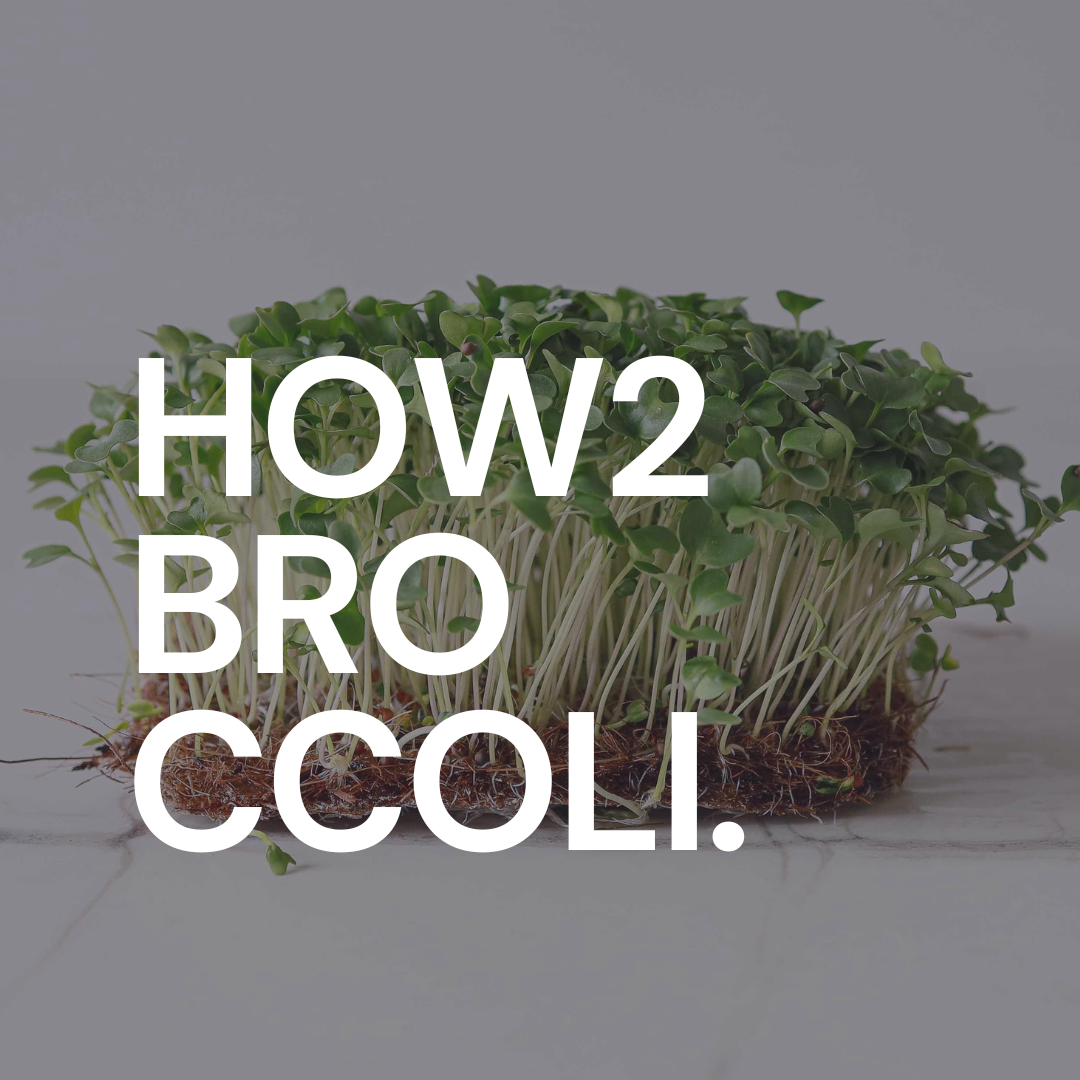 Il potere dei microgreens di broccoli: come liberare il loro potenziale per la salute e le squisitezze culinarie